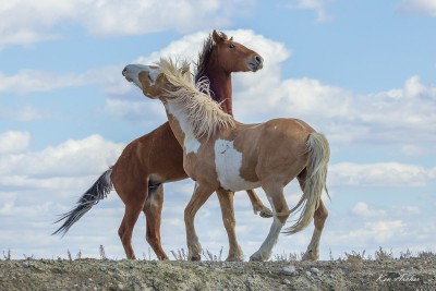Mustangi na stepie szerokim