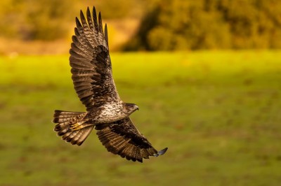 Orzeł Bonellego (fot. P. Czapczyk)