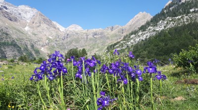 Roślinność Pirenejów, fot. Sebastian Kopera