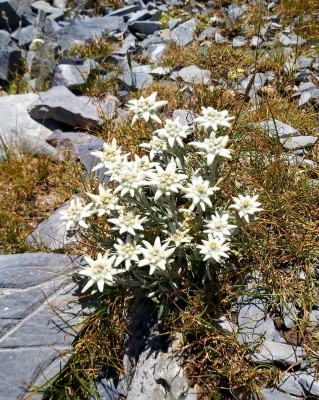 Roślinność Pirenejów, fot. Sebastian Kopera