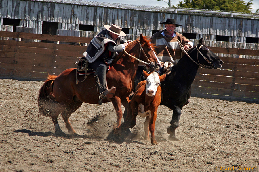 Gauchos podczas tradycyjnego chilijskiego rodeo