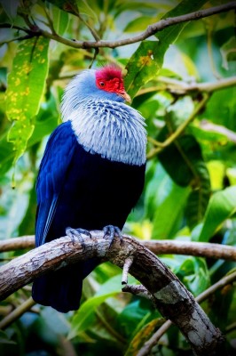 Koralczyk czerwonogłowy Fot. Steve Agricole