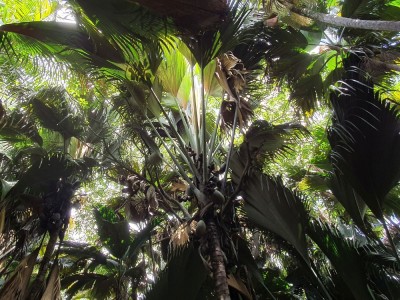 Lodoicja seszelska Fot. S. Odrzykoski