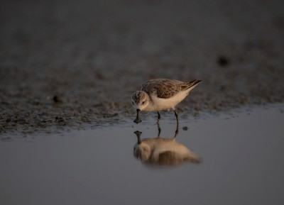 Biegus łyżkodzioby (fot. Phattharadech Thananphitchayakon)