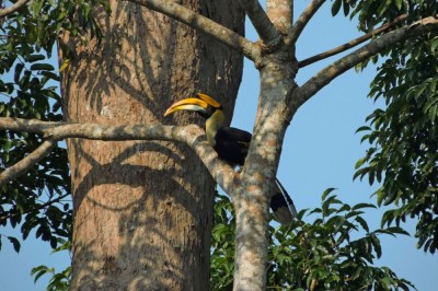 Dzioborożec wielki (fot. S. Odrzykoski)