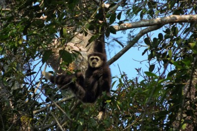 Gibbon białoręki (fot. S. Odrzykoski)