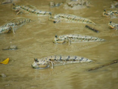 Podskocz mułowy (fot. S. Odrzykoski)