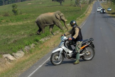 Słoń indyjski w PN Khao Yai (fot. S. Odrzykoski)