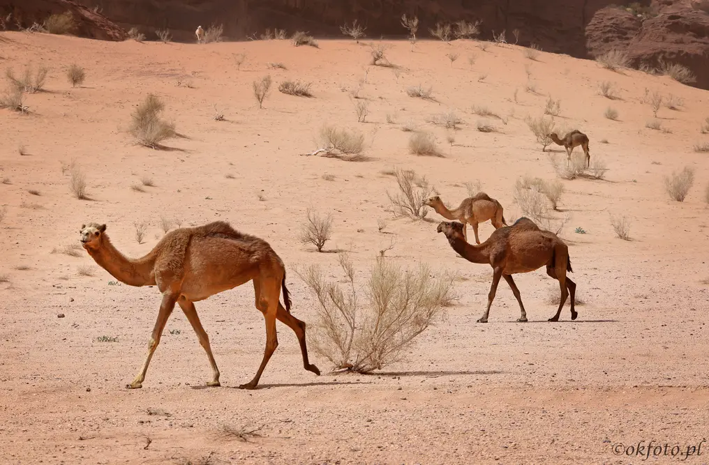 Wielbłądy, fot. S. Adamczak, okfoto.pl