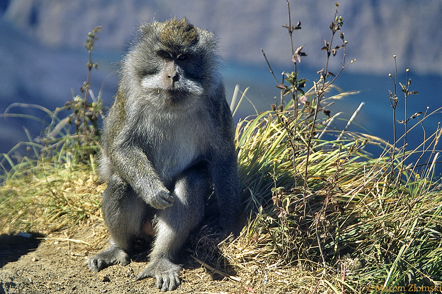 Małpy Lutung - możemy je spotkać podczas trekkingu na wulkan Rinjani, Lombok