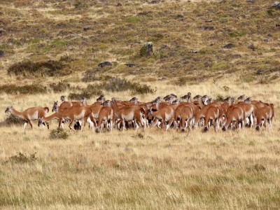 Guanaco