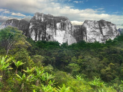 Gęsto rosnące drzewa bananowe, typowe dla wilgotnych rejonów wschodniej części Madagaskaru