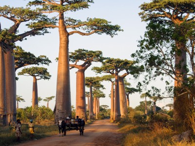 Aleja Baobabów w rejonie Menabe, niedaleko miejscowości Morondawa w zachodniej części Madagaskaru