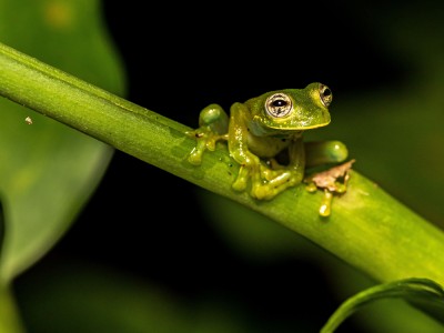 Nadrzewna żaba z rodzaju Boophis. Niemal wszystkie płazy na Madagaskarze są bezwzględnymi endemitami