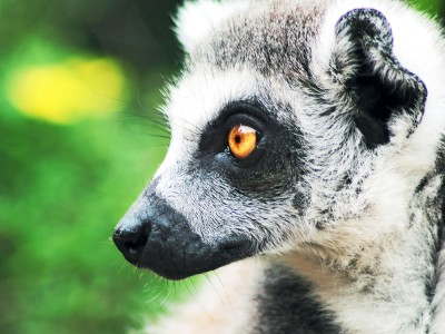Lemur katta (Lemur catta) to najbardziej znany i ikoniczny gatunek pośród malgaskich lemurów