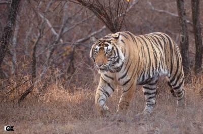 Tygrys bengalski fot. Gaurav Kataria