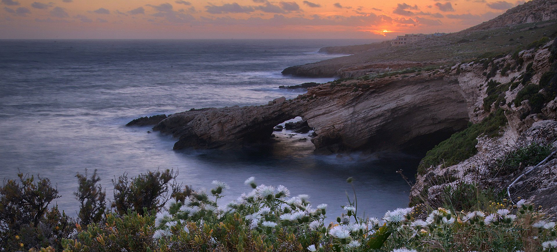 Malta - kwiaty na klifach