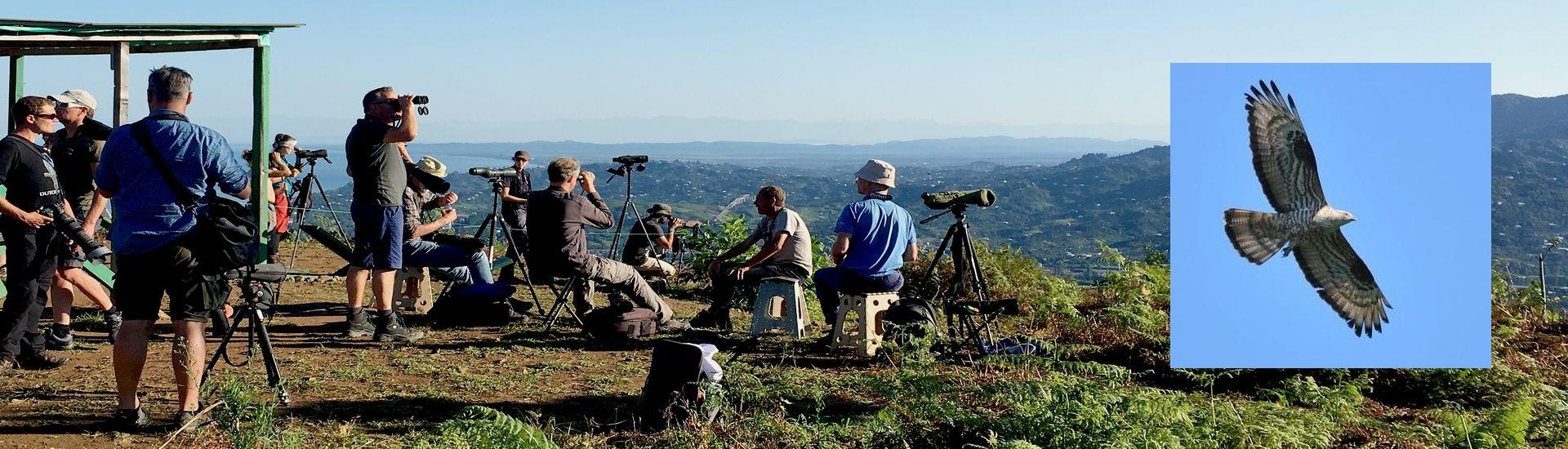 Batumi Raptor Count