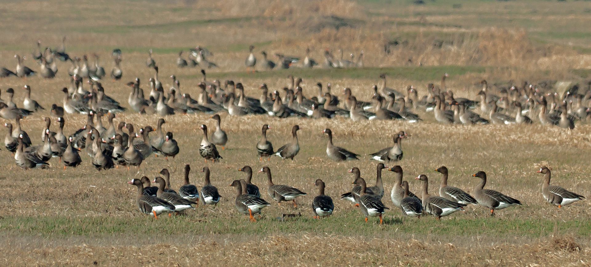 Weekend z ptakami - Ujście Warty