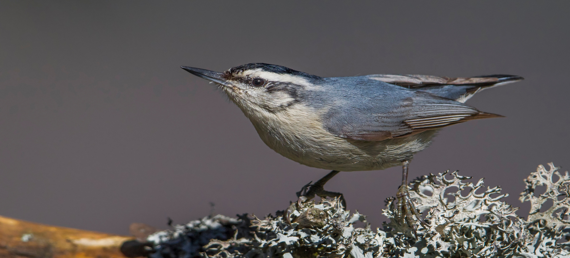 Korsyka - w poszukiwaniu kowalika
