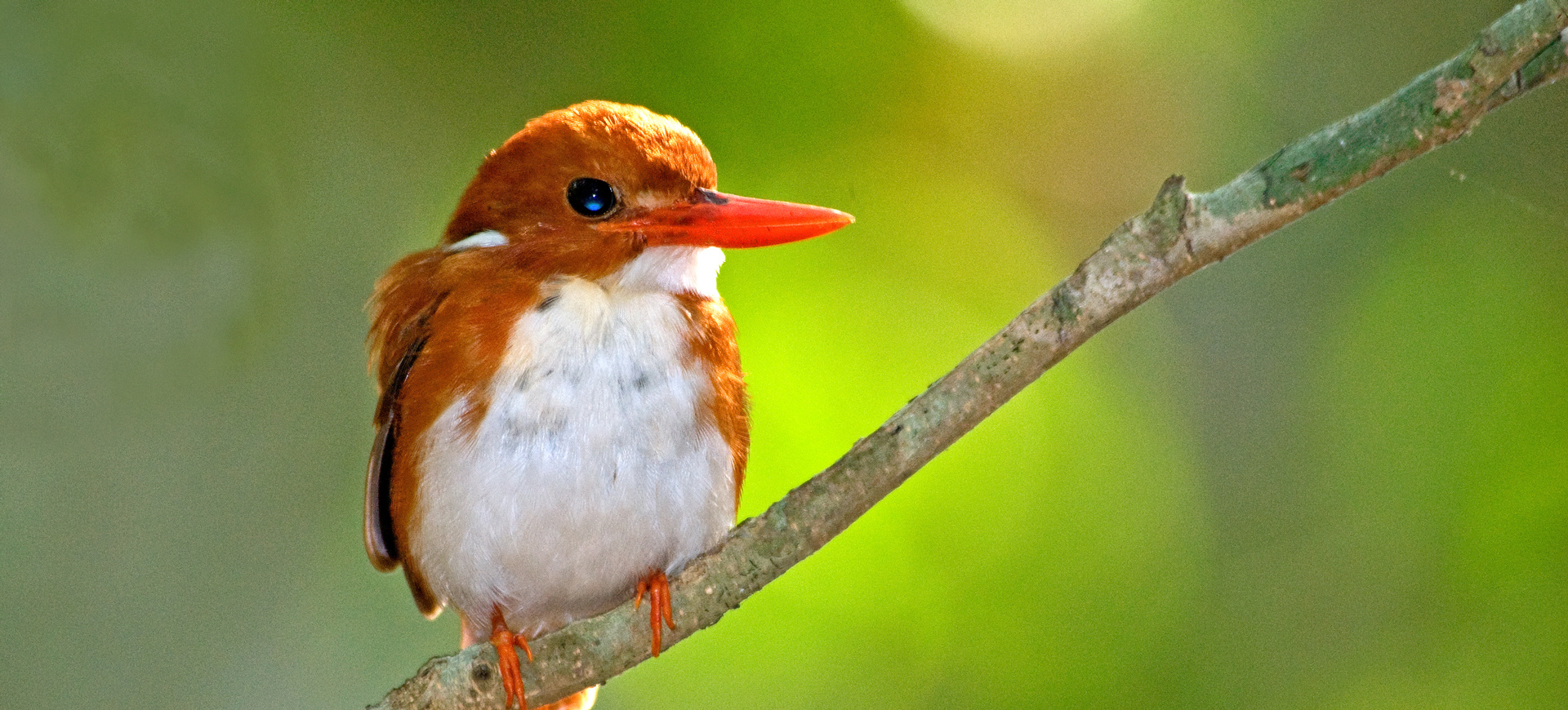 Madagaskar – ptaki czerwonej wyspy