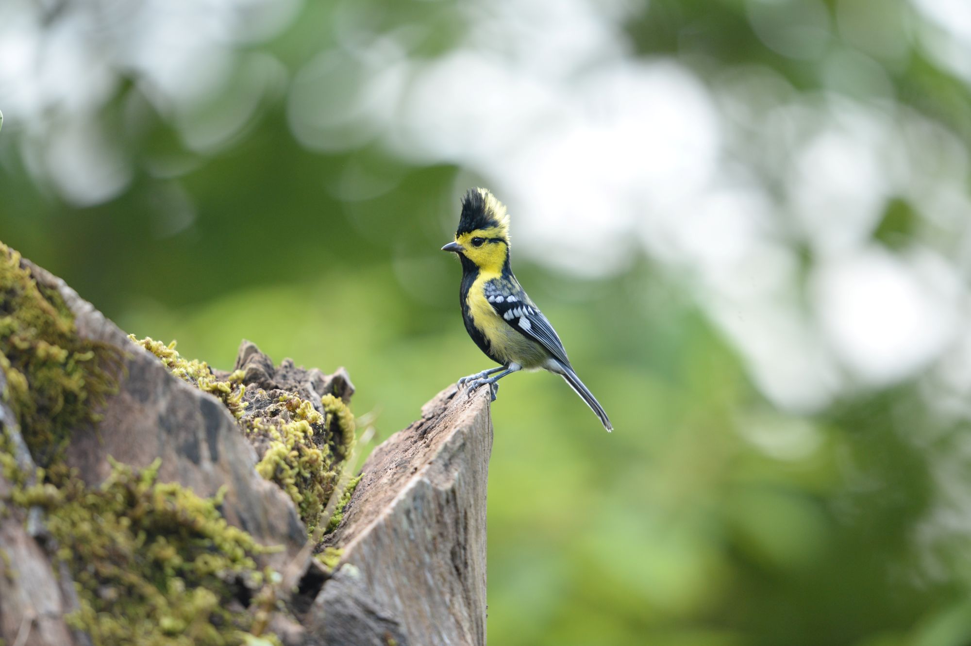 Zatoka Tajlandzka - tropikalna puszcza i piaszczyste wybrzeże