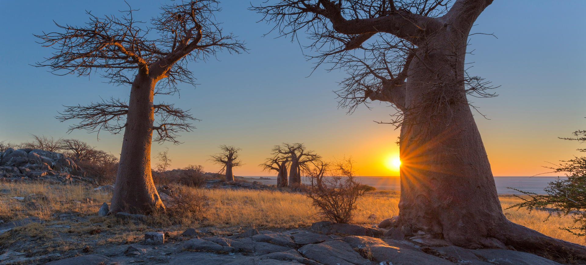 Botswana - komfortowe safari
