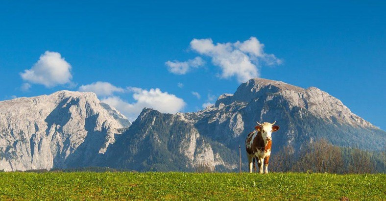 Rowerem nad Jezioro Bodeńskie