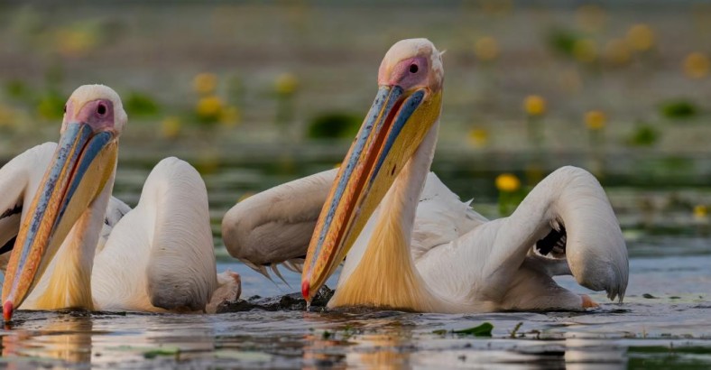 Delta Dunaju - europejska Amazonia