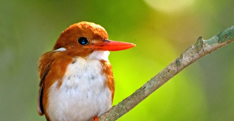Madagaskar – ptaki czerwonej wyspy