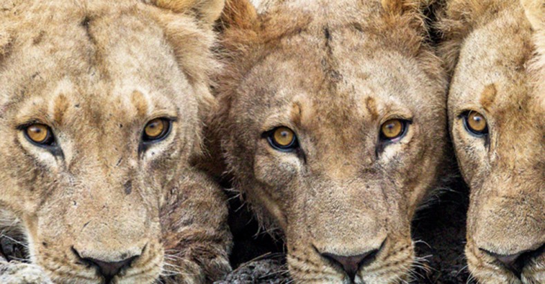 Fotosafari marzeń: Botswana i Namibia z perspektywy lądu i wody