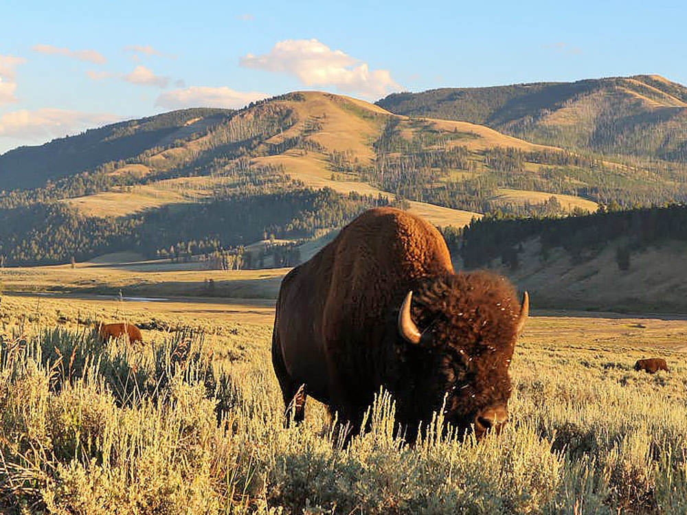 Bizon w Parku Yellowstone