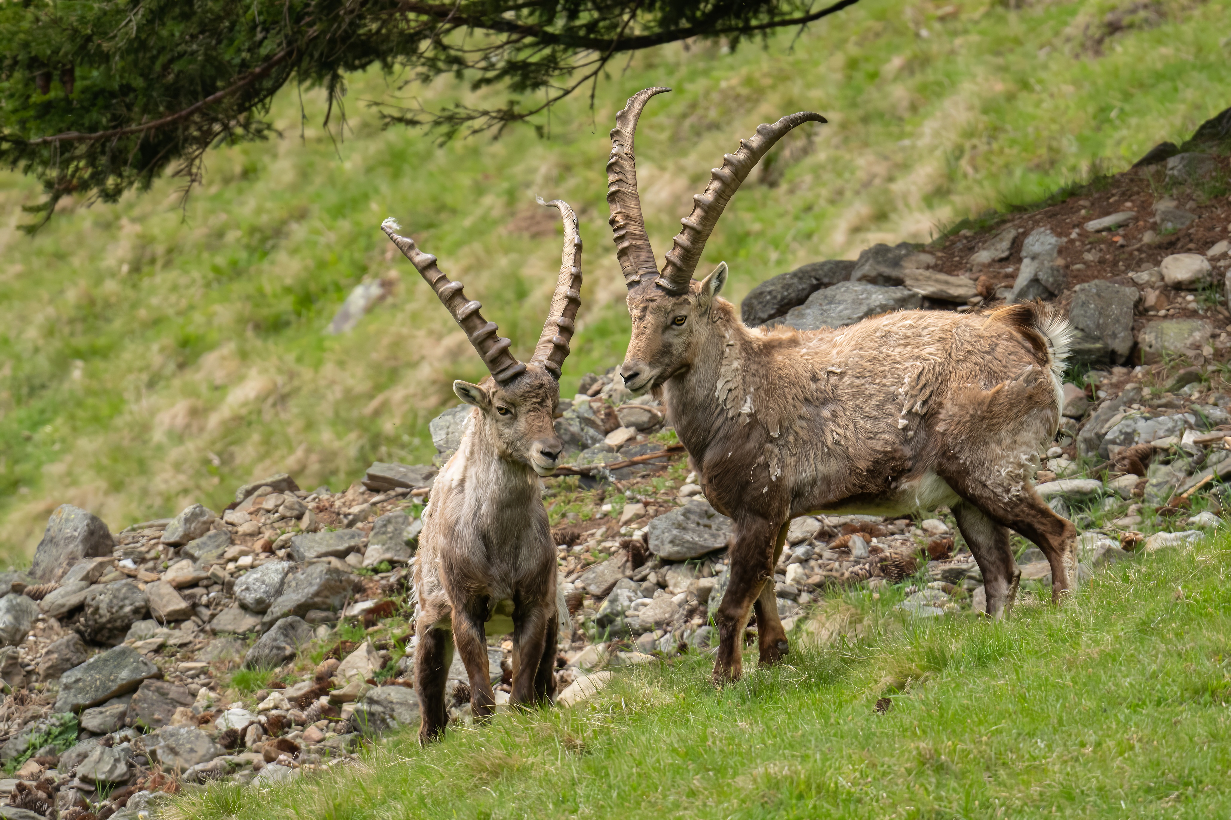 Kozice i koziorozce w Alpach Francuskich