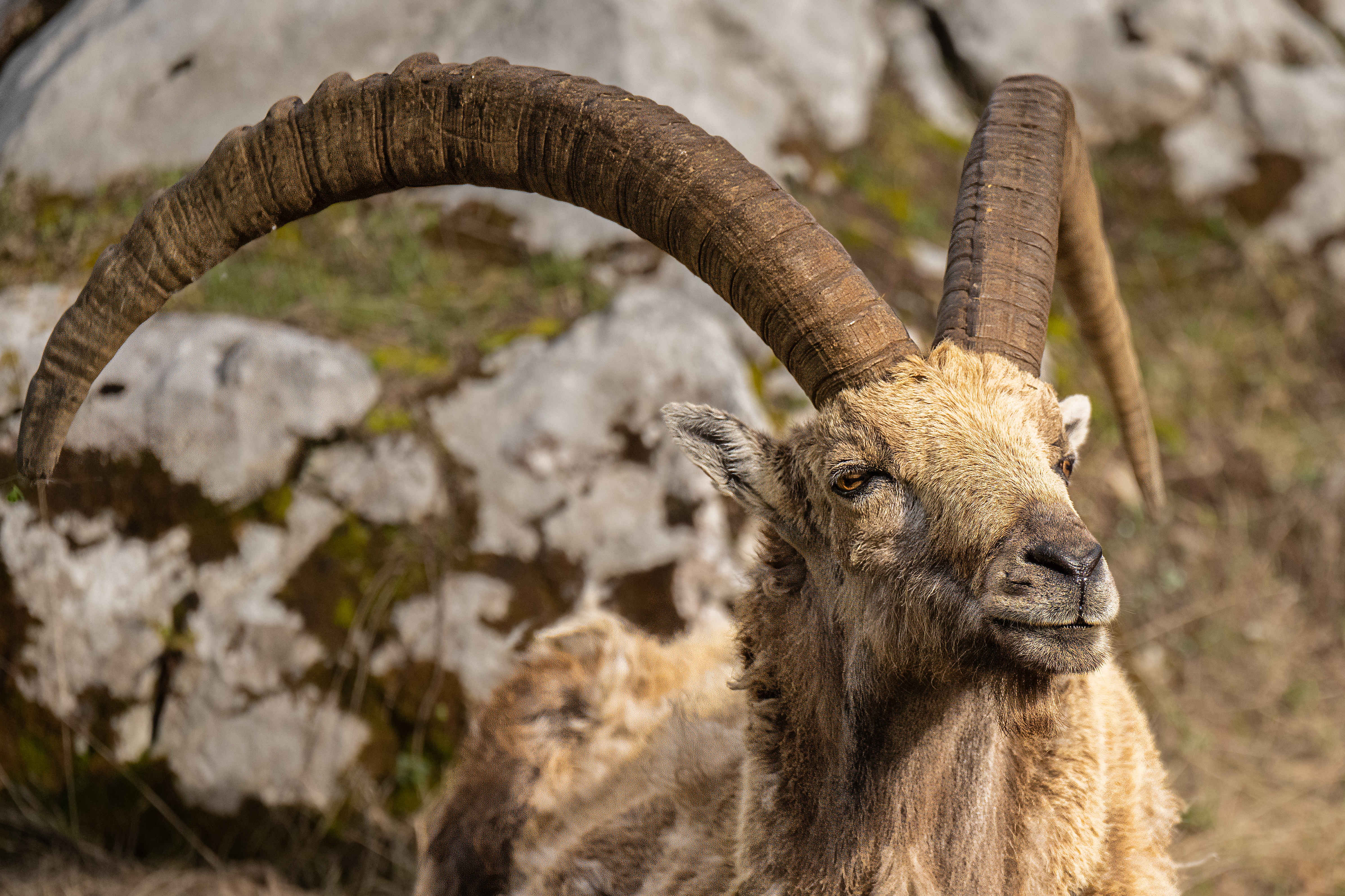 Koziorożec Alpejski w Alpach Francuskich