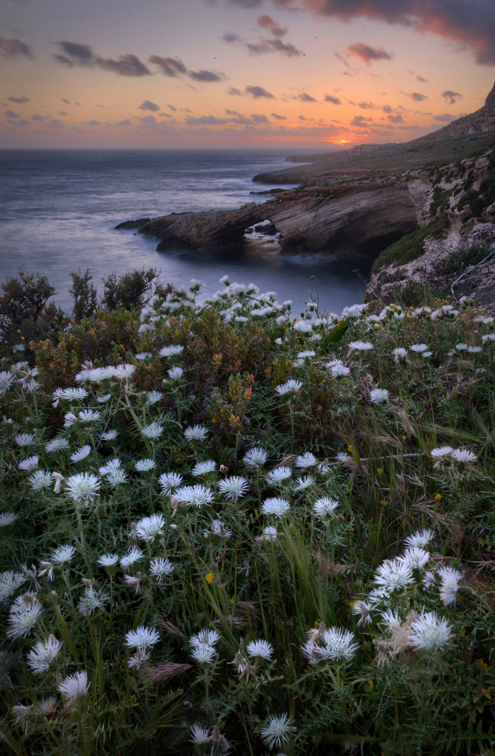 Kwiaty na klifach Malty