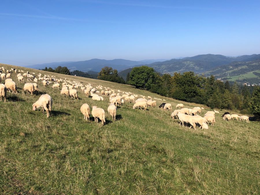 wielki chocz panorama